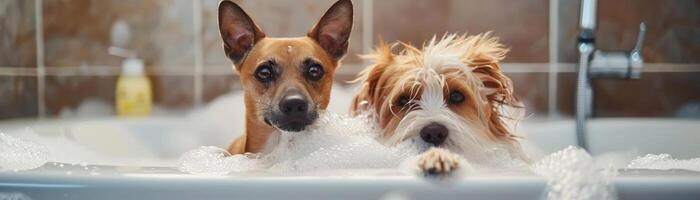 adorável cachorro e gato sentado juntos dentro uma banheira, desfrutando uma banho com grande quantidade do bolhas, criando uma fofa e cativante atmosfera dentro uma moderno banheiro foto