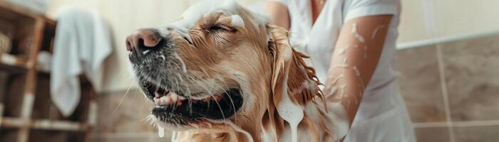 alegre dourado retriever ser banhado de uma especializado tosador, apresentando grande quantidade do espuma e uma limpar, moderno animal spa meio Ambiente foto