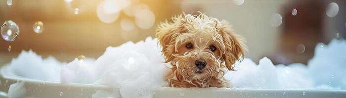 maltipoo cachorro dentro uma banheira preenchidas com espuma e Sabonete bolhas, perfeito para ilustrando uma animais de estimação aliciamento e limpeza conceito com a cativante toque foto