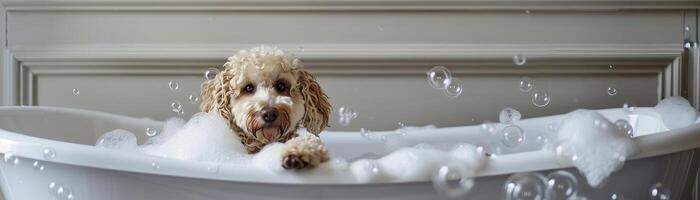 luz goldendoodle dentro branco Cambridge fundida ferro duplo pé de garra banheira foto