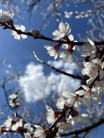 galhos do florescendo Damasco macro com suave foco em □ Gentil luz azul céu fundo. vertical foto. para Páscoa e Primavera cumprimento cartões com cópia de espaço foto