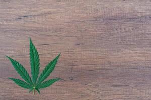 topo Visão do cannabis folha em de madeira mesa. espaço para texto. madeira textura fundo. cânhamo erva verde folhas para medicinal. Fazenda maconha plantação conceito foto