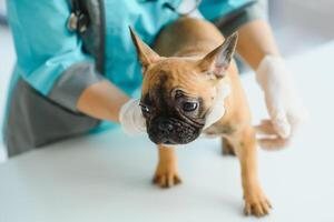 medicamento, animal Cuidado e pessoas conceito - fechar acima do francês buldogue cachorro e veterinário médico mão às veterinario clínica - imagem foto