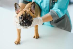 medicamento, animal Cuidado e pessoas conceito - fechar acima do francês buldogue cachorro e veterinário médico mão às veterinario clínica - imagem foto
