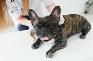 retrato do uma francês buldogue. veterinário remédio conceito. pedigree cães. engraçado animais. foto