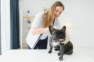 medicamento, animal Cuidado e pessoas conceito - fechar acima do francês buldogue cachorro e veterinário médico mão às veterinario clínica. foto