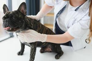 medicamento, animal Cuidado e pessoas conceito - fechar acima do francês buldogue cachorro e veterinário médico mão às veterinario clínica. foto