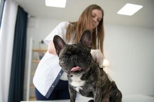 medicamento, animal Cuidado e pessoas conceito - fechar acima do francês buldogue cachorro e veterinário médico mão às veterinario clínica. foto