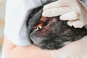 veterinário mulher examina a cachorro e animal dela. animal cuidados de saúde hospital com profissional animal Socorro foto