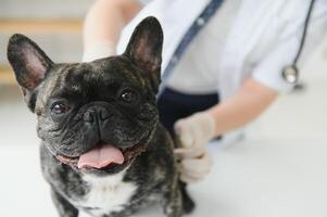 medicamento, animal Cuidado e pessoas conceito - fechar acima do francês buldogue cachorro e veterinário médico mão às veterinario clínica. foto