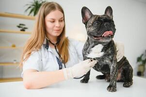 veterinário de ouvindo para uma francês buldogue cachorro dentro dele clínica foto