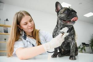 alegre jovem veterinário levando Cuidado e examinando uma lindo cachorro francês buldogue foto