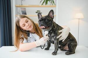 medicamento, animal Cuidado e pessoas conceito - fechar acima do francês buldogue cachorro e veterinário médico mão às veterinario clínica. foto