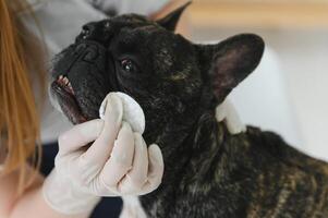 medicamento, animal Cuidado e pessoas conceito - fechar acima do francês buldogue cachorro e veterinário médico mão às veterinario clínica. foto