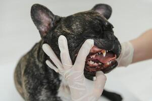 uma veterinário às a clínica examina uma cachorro dentes. francês buldogue às a veterinario. foto