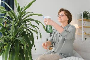 casa jardinagem. feliz Senior mulher com óculos carinhoso para a plantar. sorridente idosos mulher pulverização aloés vera com uma spray garrafa. interior Cuidado e amor para interior plantas. foto