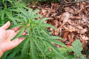 fechar-se do cannabis plantar crescendo às ao ar livre Fazenda. textura do maconha folhas. conceito do cannabis plantação para médico foto