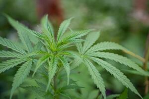 fechar-se do maconha plantar crescendo às ao ar livre cannabis Fazenda. textura do maconha folhas. conceito do cannabis plantação para médico. foto