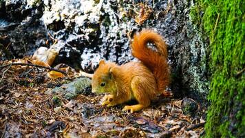 outono forrageamento - uma vermelho esquilo catadores entre a floresta andar caído folhas foto