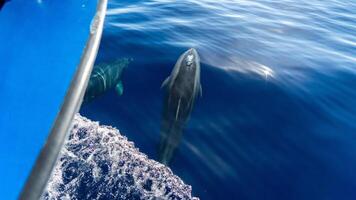 dois golfinhos deslizar através a água adiante do uma barco dentro da madeira Claro azul mar. foto