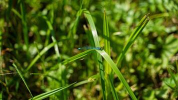 azul libelinha em uma lâmina do Relva foto