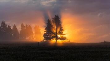 nascer do sol às bublava elencos radiante feixes através uma árvore, contra uma enevoado, dourado céu. foto