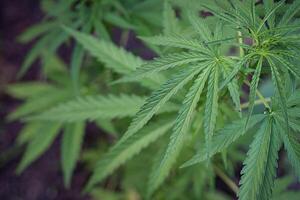 fechar-se do cannabis plantar crescendo às ao ar livre Fazenda. a textura do maconha folhas. conceito do cannabis plantação para médico foto