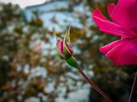 lindo flor foto