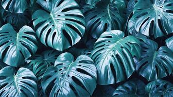 fechar-se do tropical folhas com frio cores. estético e refrescante folhas fundo. fresco azul monstera plantar papel de parede. ai-generativo foto