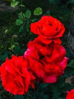 uma vermelho rosa é dentro a meio do uma jardim foto