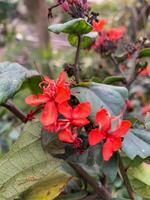 uma fechar acima do vermelho flores com verde folhas e uma embaçado fundo. foto