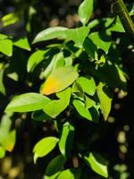 uma fechar acima do uma limão árvore com verde folhas foto