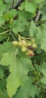 branco hibisco flor bardana arctium lappa é uma espécies do floração plantar dentro a família arctáceas foto