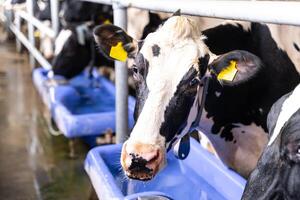vaca cabeça dentro hangar para leite agricultura. laticínios Produção interior. foto