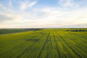 topo Visão do uma amarelo colza campo depois de chuva dentro bielorrússia, a agrícola área.a conceito do desenvolvimento do a agrícola setor foto
