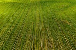 olho do pássaro Visão do uma verde campo .semeadura campanha dentro belarus.nature do belarus.own verde campo às pôr do sol foto