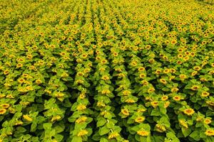 topo Visão do uma campo do floração girassóis em a fundo do pôr do sol foto