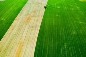 topo Visão do uma semeado verde e cinzento campo dentro bielorrússia.agricultura dentro bielorrússia.textura. foto