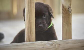 momentos de jogo roubados de um cachorro labrador foto