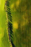 uma olho do pássaro Visão do uma verde campo e uma estrada dentro europa.natureza do belarus.own verde campo às pôr do sol e estrada foto