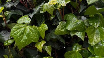 molhado verde folhas com pingos de chuva, fechar acima em hera plantar. natureza fundo. frescor conceito para Projeto e imprimir. macro tiro com cópia de espaço. foto