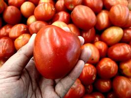 mão segurando acima uma maduro e brilhante tomates, com uma borrado uma grupo do tomates fundo. fresco legumes em uma parar. foto