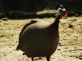 retrato do com capacete guineafowl em brilhante dia luz olhando uma Comida. lindo africano pássaro. numida meleagris foto