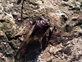 uma cigarra é empoleirado em uma superfície do uma Rocha. fechar acima do cigarras ou cicadidae ou tanna Japonensis inseto. lindo criatura com asa e Sombrio corpo foto