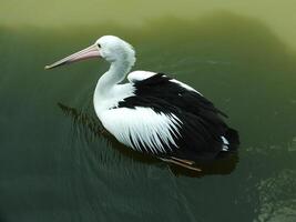 imagem do australiano pelicano pássaro natação dentro uma lago às ensolarado dias. pelecano conspicillatus é a aquático pássaro. foto