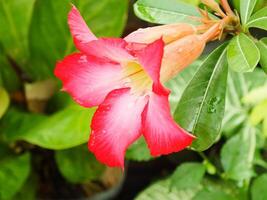 adenium arábica flor ou deserto rosa ou Rosa vermelho azálea florescendo belas dentro a jardim. foto