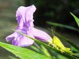 manhã luz solar, lindo cenário do uma roxa flor e uma pequeno gafanhoto levar uma descansar em uma folha às a botânico jardim. macro fotografia. fechar acima. foto