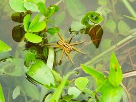 seis visto pescaria aranha é uma água aranha. geralmente olhando para uma presas em uma pantanal. foto