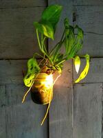 lindo combinação do uma casa plantas com suspensão vidro Panela em uma tradicional roxa de madeira parede com dourado amarelo luz Sol subir foto