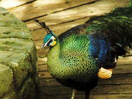 verde pavão. pavo mutico. lindo pássaro com vibran cor pena qual é encontrado dentro a tropical florestas do sudeste Ásia foto